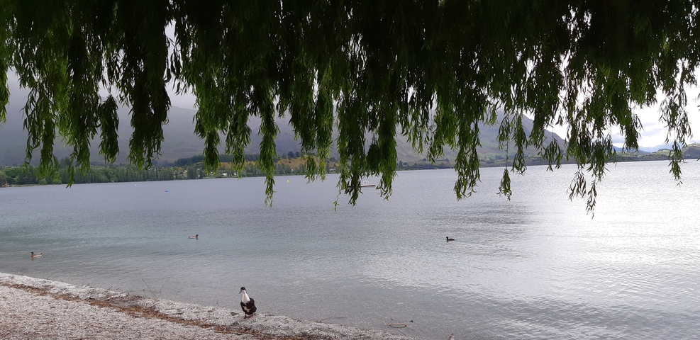 Tree branch overhanging a tranquil lake with ducks and mountains in the distance.