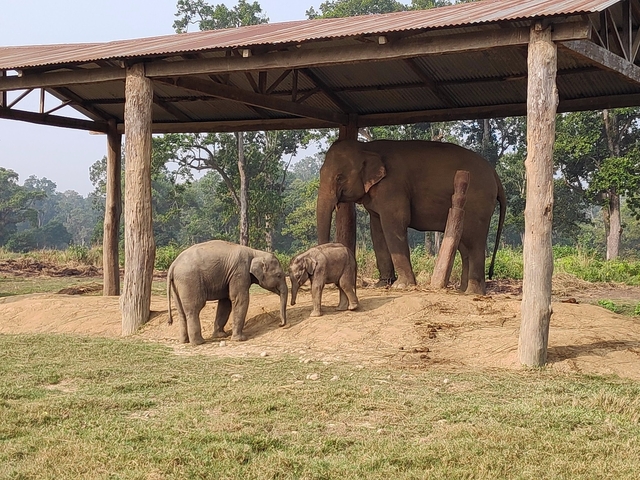       Elephants standing in a shelter with trees.
  