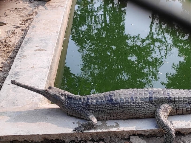       Gharial resting by a green water pool.
  