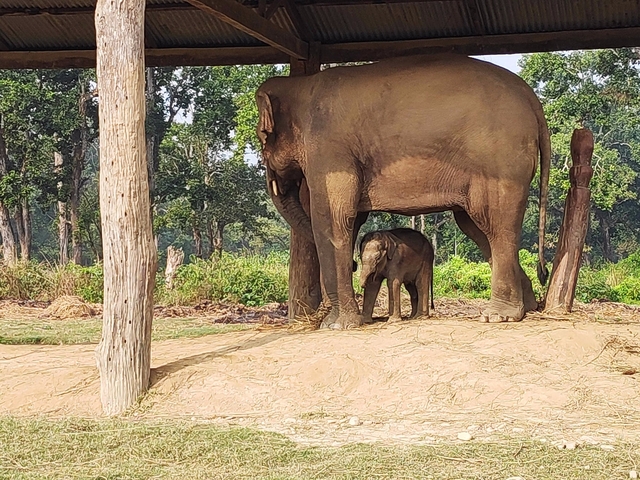       Baby elephant standing beneath a larger elephant in the shade.
  