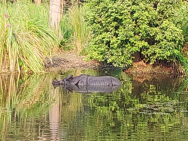       Rhino partially submerged in water with dense vegetation.
  