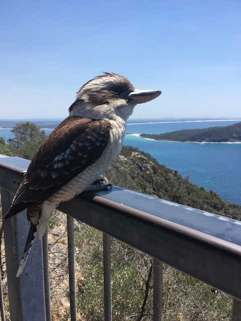       Kookaburra perched on a railing overlooking the ocean.
  