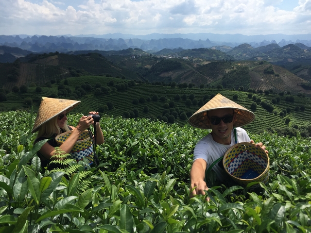 Two people in tea plantations with baskets.