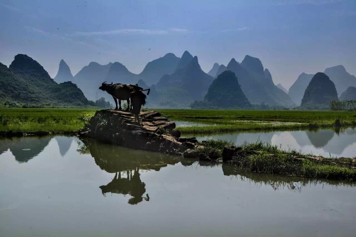       Buffalo standing on a hill with karst mountains.
  