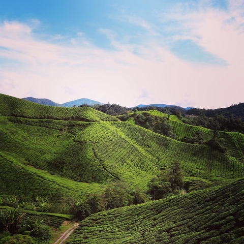 Lush green tea plantations on rolling hills.