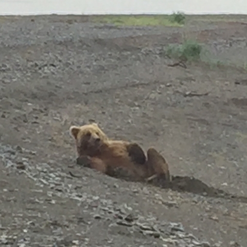       Bear lying down on a rocky ground.
  