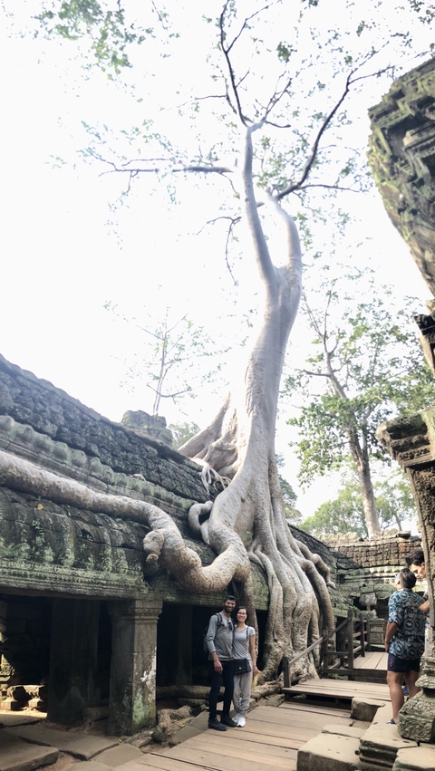       Tree roots growing over ancient stone ruins.
  