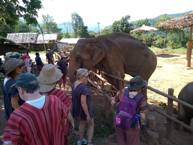       Tourists interacting with an elephant in a nature setting.
  