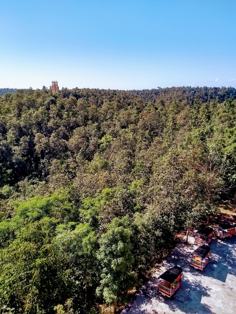 Dense forest with a variety of trees.