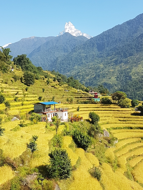 Terraced hills with small houses in a lush landscape.