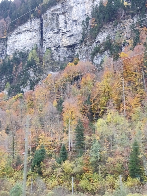 Blurry image of hillside autumn foliage.
