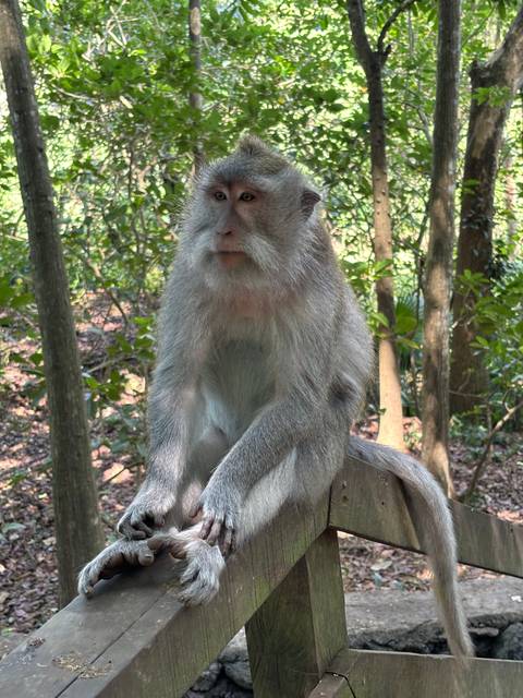 Monkey sitting on a wooden railing in a forest setting.