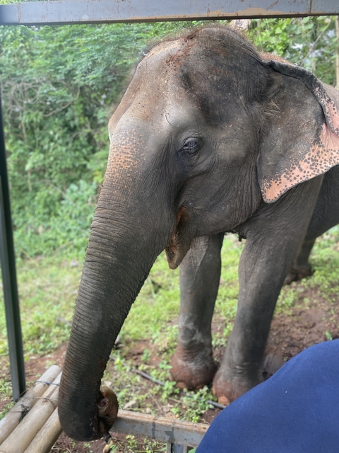 A close-up of an elephant standing by greenery.