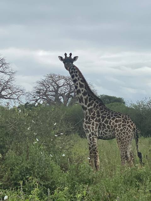       Giraffe standing amidst green foliage and trees.
  
