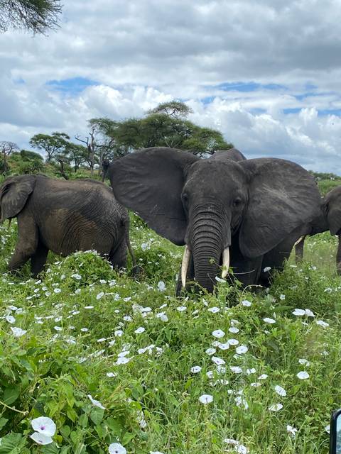      Elephants grazing in a field with flowers.
  