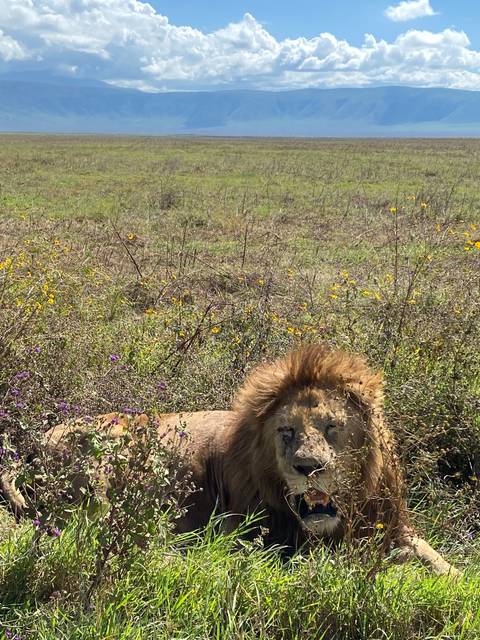       Lion resting in grassy savannah near mountains.
  