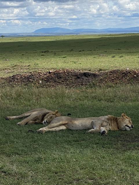       Two lions lying on grassy plains.
  