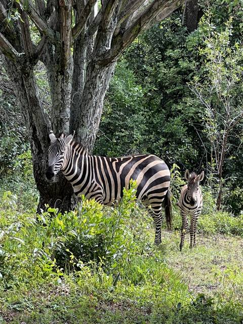       Two zebras standing beside a fallen tree and lush green vegetation.
  