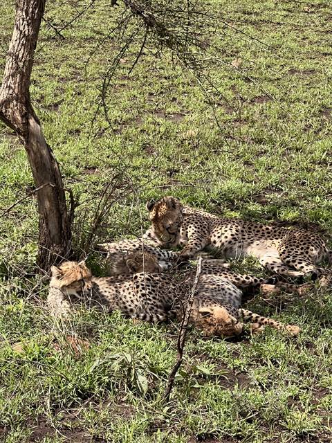       Cheetahs resting on the grass in a sunny area.
  