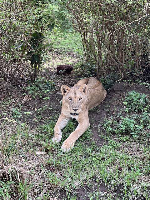       A young lion lying on the ground surrounded by greenery.
  