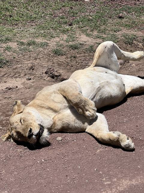       A lion lying on its back on a dirt path in the sun.
  
