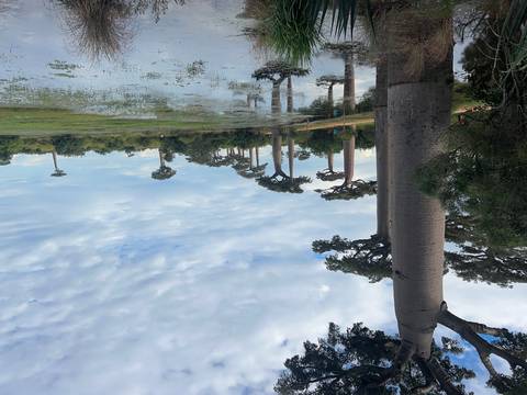       Baobab trees in a wetland area.
  