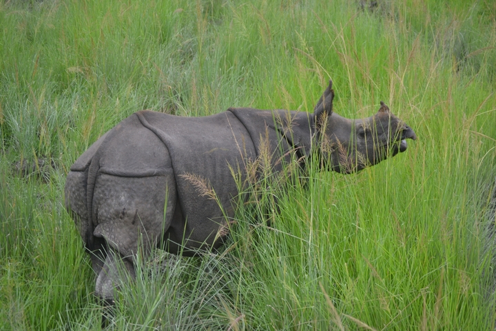 Rhino grazing in tall grass.
