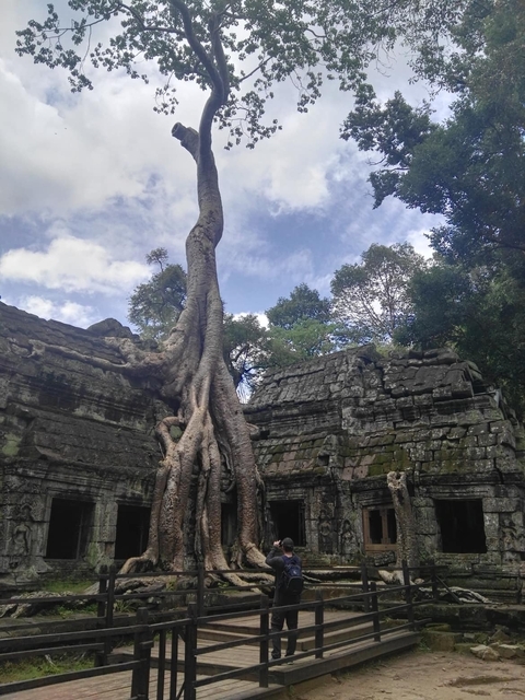       Tree roots growing over ancient stone buildings.
  