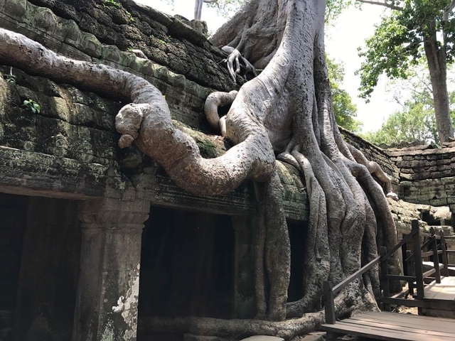       Ancient stone structure with prominent tree roots.
  