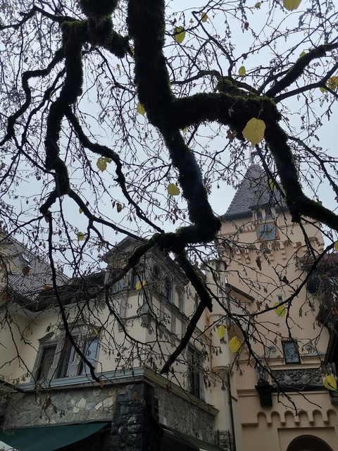       Tower visible through branches on a cloudy day.
  