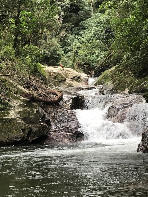       Waterfall in a lush forest setting.
  