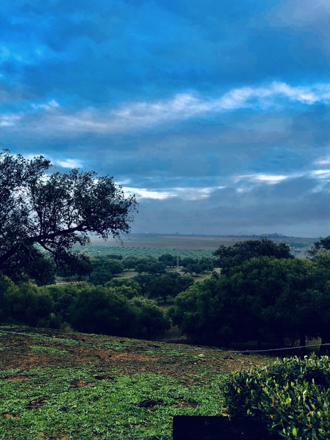 Hazy landscape over fields and trees.
