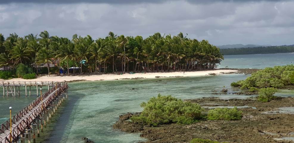 Tropical beach with palm trees and a clear shoreline.