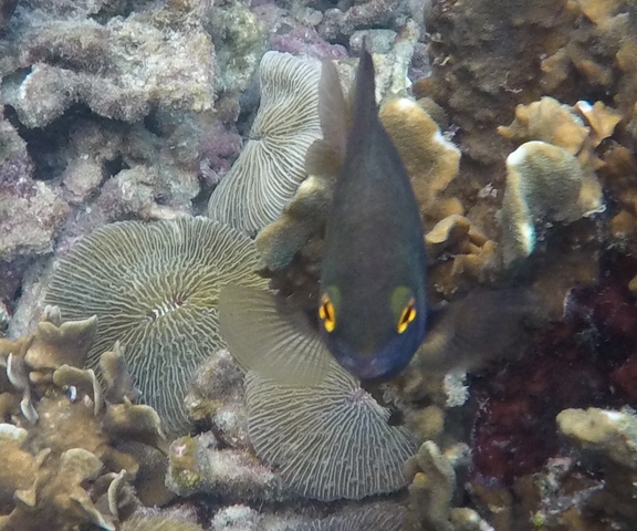       Close-up of a fish and coral underwater.
  