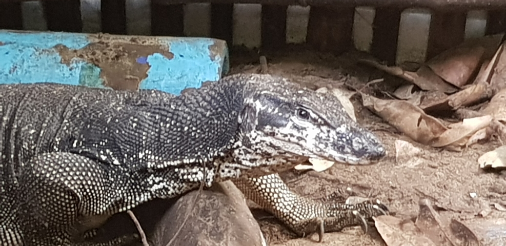       Lizard on the ground near a rustic building.
  