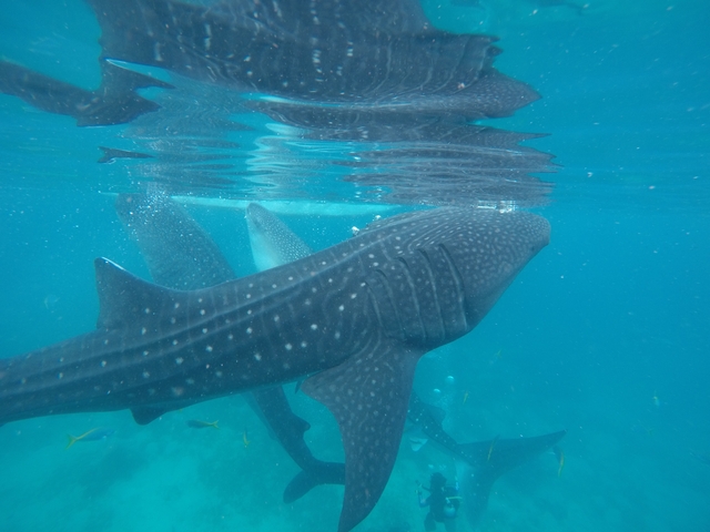 Underwater view of a whale shark.