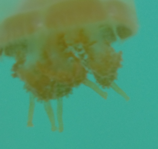       Blurry underwater view of marine life.
  