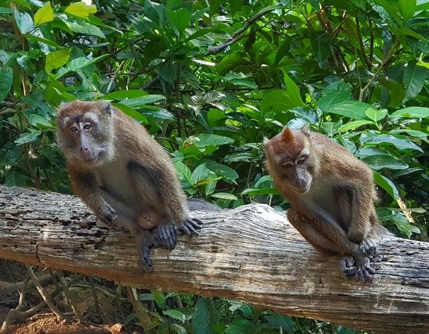       Two monkeys sitting on a log in a forested area.
  