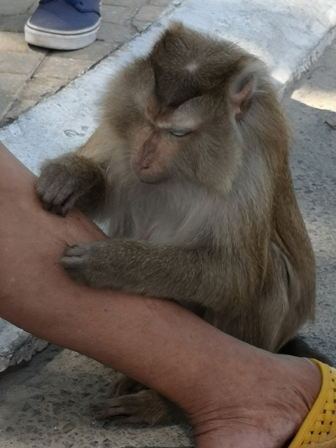       Close-up of a monkey interacting with a person.
  