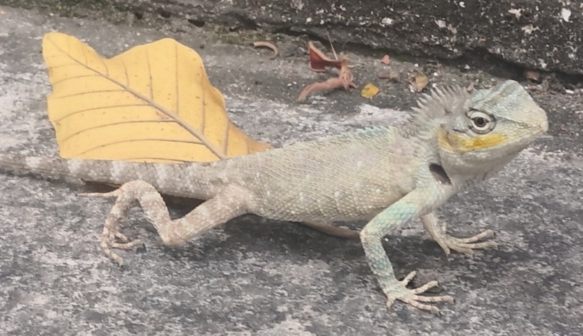       Close-up of a lizard on a stone surface.
  