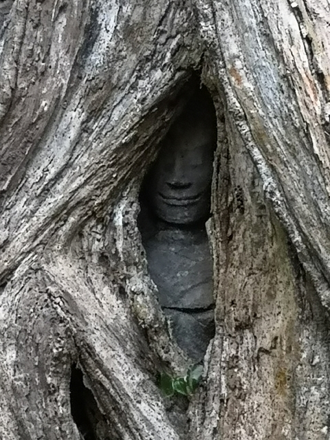       Stone carving resembling a face inside a tree.
  