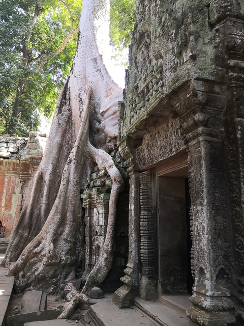       Tree roots engulfing ancient temple ruins.
  