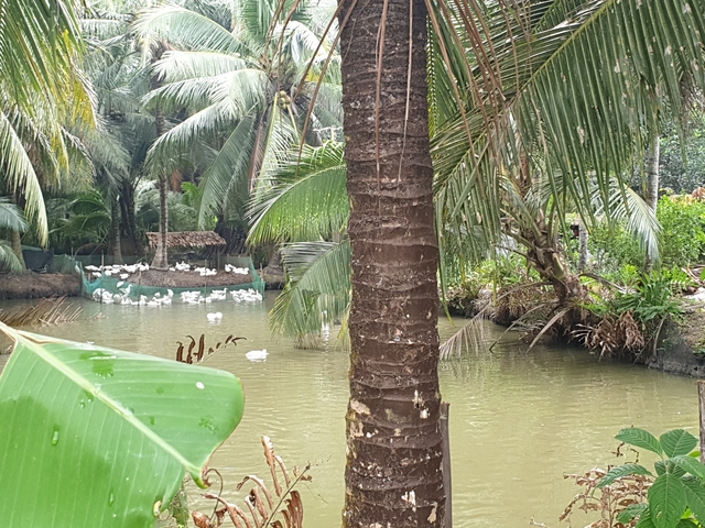       Small pond surrounded by palm trees and a few ducks.
  