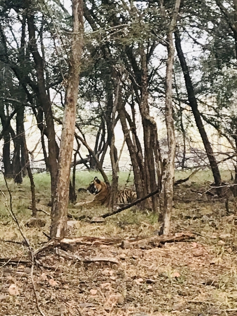 Tiger resting between trees in a forest.