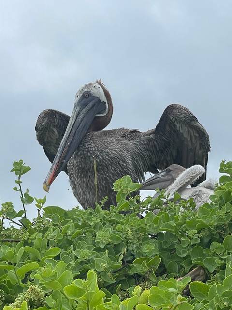       Upside-down image of pelican perched on a branch.
  