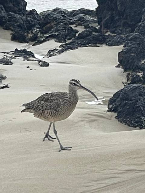       Upside-down view of bird perched on a vertical surface.
  