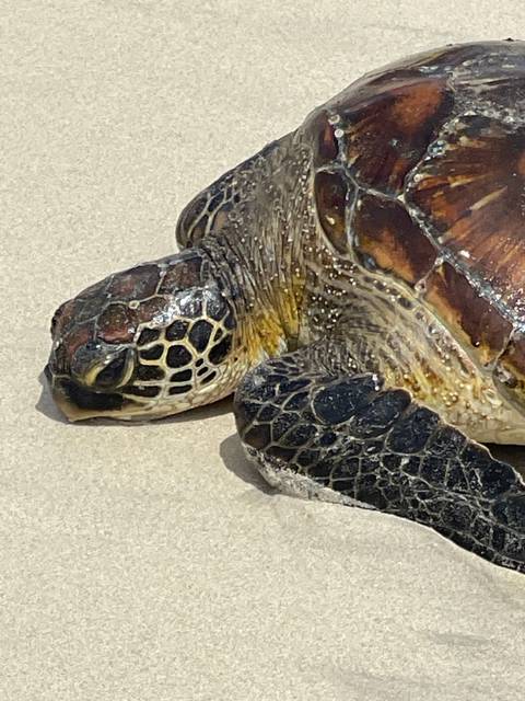       Upside-down image of a turtle on sandy ground.
  