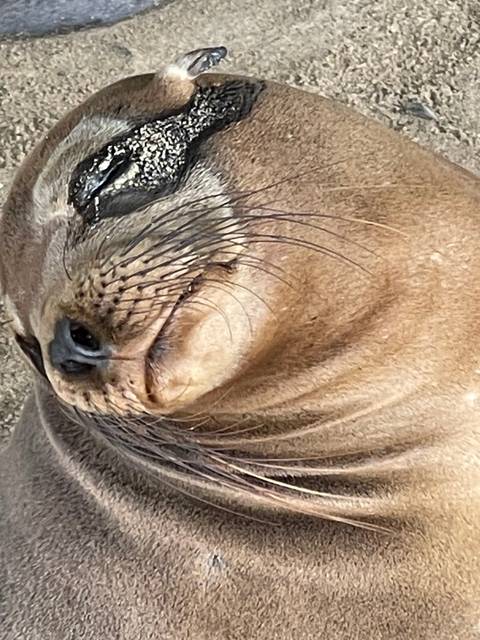       Upside-down image of a sleeping sea lion.
  