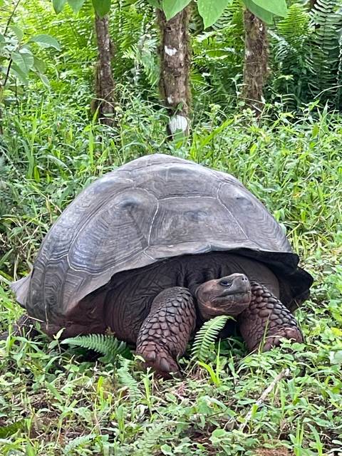       Upside-down image of a tortoise on green grass.
  