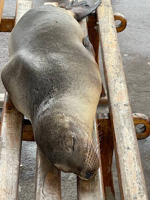       Sea lion sleeping on a bench.
  